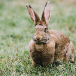 Comptage de lièvres sur Panissières