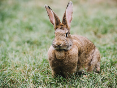 Comptage de lièvres sur Panissières