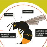 Piegeage de printemps des frelons asiatiques