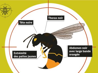 Piegeage de printemps des frelons asiatiques