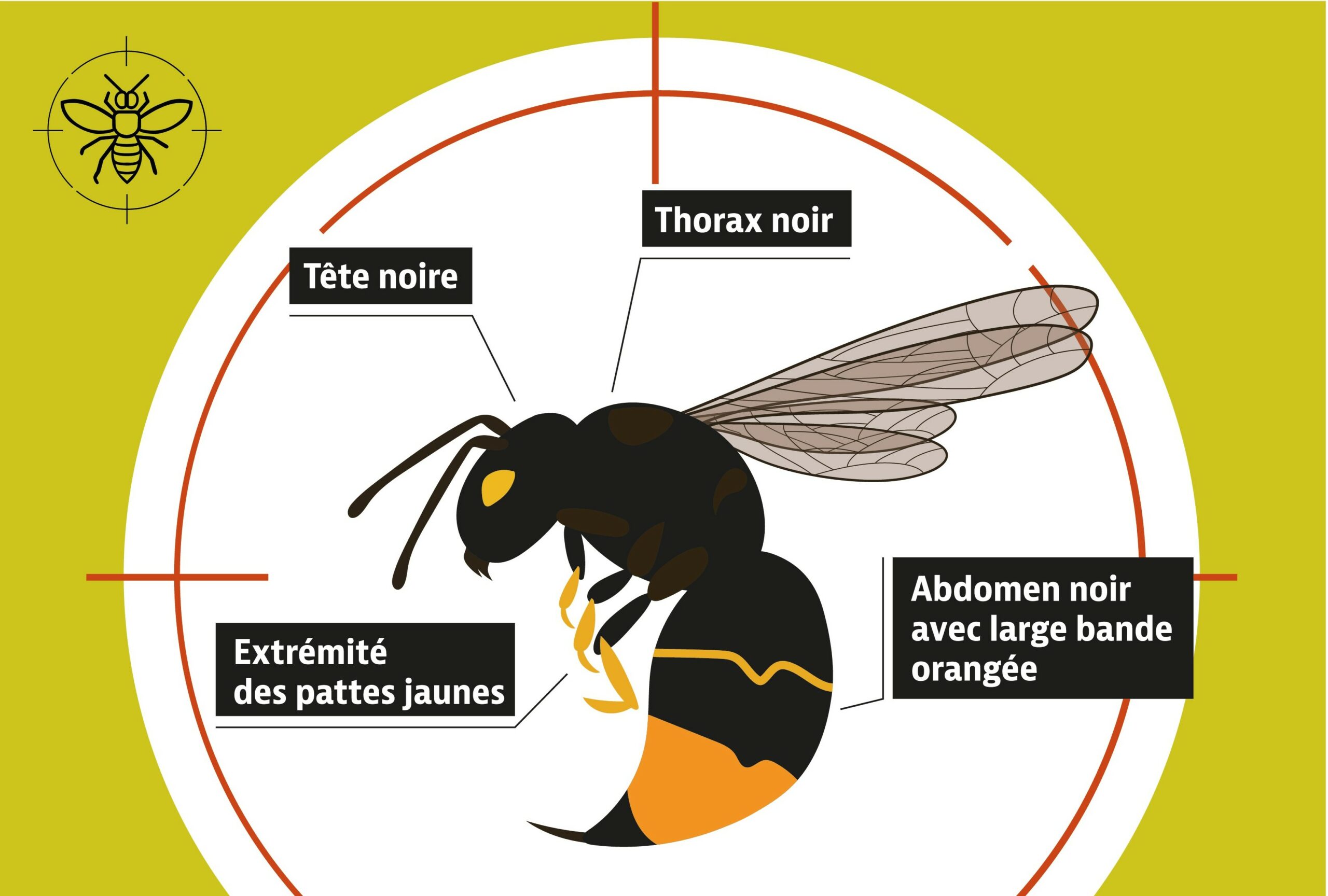 You are currently viewing Piegeage de printemps des frelons asiatiques