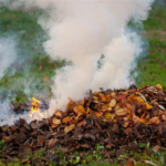 Rappel : le brûlage des déchets verts est interdit
