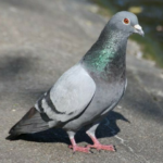 Merci de ne pas nourrir les pigeons