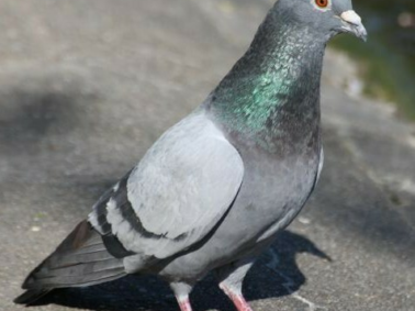 Merci de ne pas nourrir les pigeons