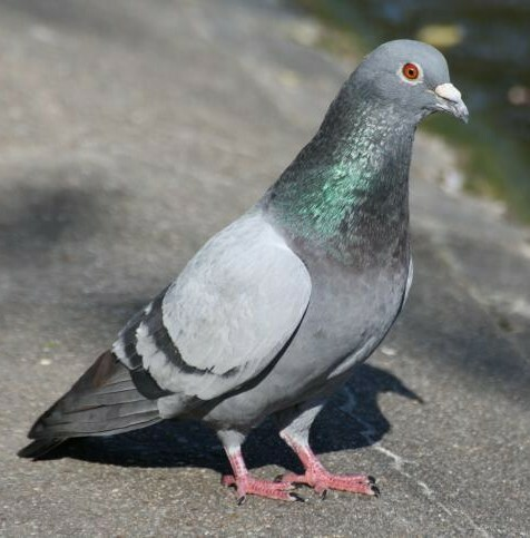 Lire la suite à propos de l’article Merci de ne pas nourrir les pigeons