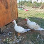Recherche bénévoles pour les animaux du parc