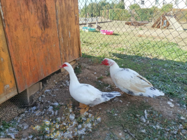 Recherche bénévoles pour les animaux du parc