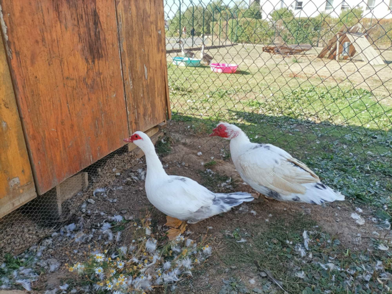 Lire la suite à propos de l’article Recherche bénévoles pour les animaux du parc